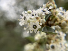 Ceanothus crassifolius