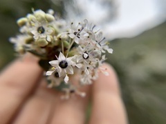 Ceanothus crassifolius