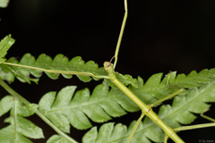 Cladoxerus