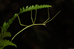 Cladoxerus