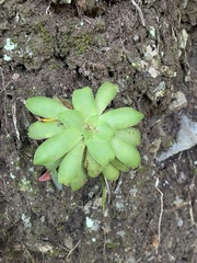 Crassula orbicularis