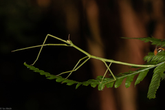 Cladoxerus