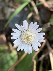 Gerbera cordata