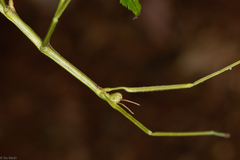 Cladoxerus