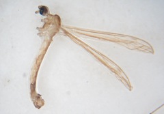 Dicranomyia danica