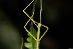 Cladoxerus