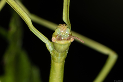 Cladoxerus