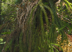 Phlegmariurus phlegmaria