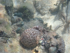 Ircinia felix