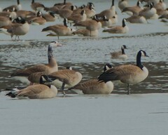 Branta