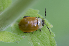 Oedionychina