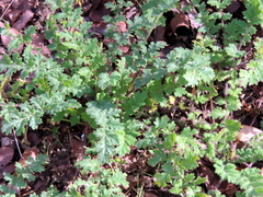 Phacelia congesta