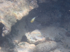 Hypoplectrus unicolor