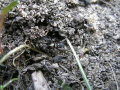 Callilepis nocturna