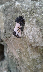 Xanthopastis timais