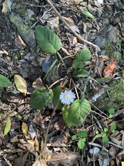 Gerbera cordata