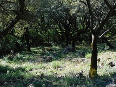 Quercus rotundifolia