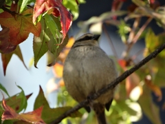 Oriturus superciliosus