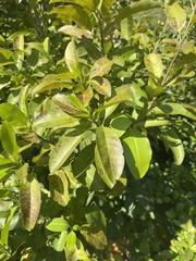 Coccoloba diversifolia