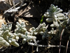 Teucrium