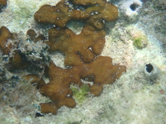 Chondrilla nucula