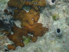 Chondrilla nucula