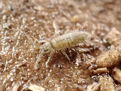 Entomobrya unostrigata