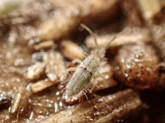 Entomobrya unostrigata