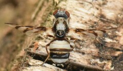 Myennis octopunctata