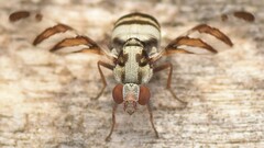 Myennis octopunctata