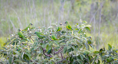 Eupsittula aurea