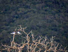 Cyanocorax cristatellus