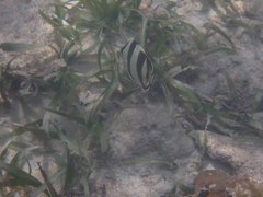 Chaetodon striatus