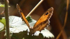 Pyronia cecilia