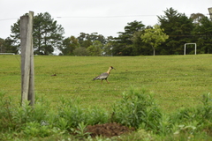 Theristicus caudatus