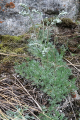Artemisia alpina