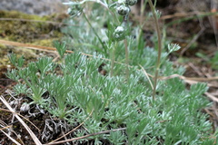 Artemisia alpina