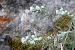 Artemisia alpina