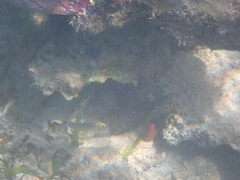 Hypoplectrus unicolor