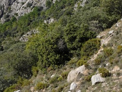 Juniperus oxycedrus