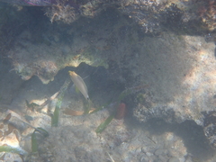 Hypoplectrus unicolor