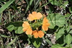 Crossandra fruticulosa