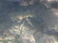 Hypoplectrus unicolor