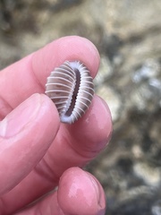 Pusula solandri