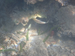 Hypoplectrus unicolor