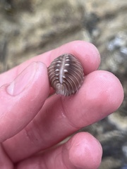 Pusula solandri