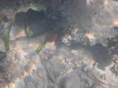 Amphimedon compressa