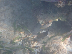 Hypoplectrus unicolor