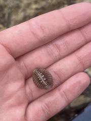 Pusula solandri