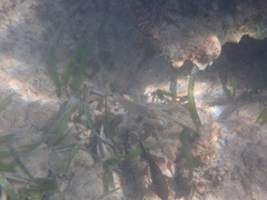 Hypoplectrus unicolor